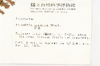 牡蒿藏品圖，第2張