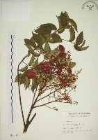 臺灣欒樹藏品圖，第1張