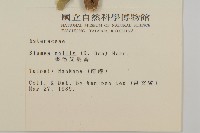 柔毛艾納香藏品圖，第2張