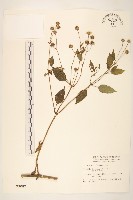 雙花蟛蜞菊藏品圖，第1張
