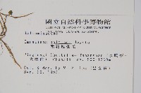 紫花鳳仙花藏品圖，第2張