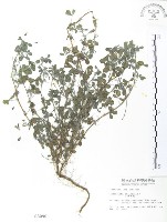 三葉木藍藏品圖，第1張