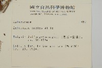 艾、五月艾藏品圖，第2張