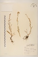 玉山飛蓬藏品圖，第1張