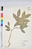 南仁鐵色藏品圖，第1張