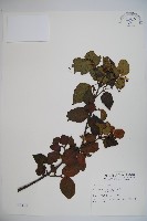 呂宋莢迷藏品圖，第1張