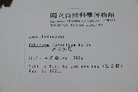 呂宋莢迷藏品圖，第2張