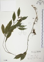 柚葉藤藏品圖，第1張