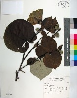 黃槿藏品圖，第1張