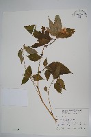 紫花鳳仙花藏品圖，第1張