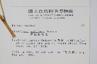 紫花鳳仙花藏品圖，第2張