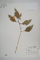 紫花鳳仙花藏品圖，第1張