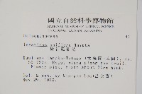 紫花鳳仙花藏品圖，第2張