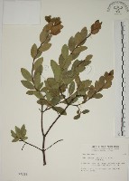 南嶺蕘花藏品圖，第1張