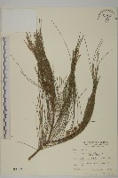 木麻黃藏品圖，第1張