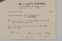 木麻黃藏品圖，第2張