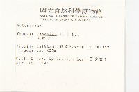 黃鵪菜藏品圖，第2張