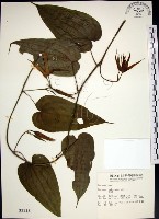 百部藏品圖，第1張