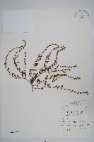 細纍子草藏品圖，第1張