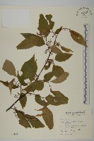 佩羅特木藏品圖，第1張