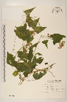 蔓澤蘭藏品圖，第1張