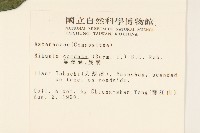 蔓澤蘭藏品圖，第2張