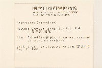 蔓澤蘭藏品圖，第2張