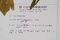 尖尾鳳、馬利筋藏品圖，第2張