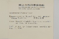 大頭艾納香藏品圖，第2張