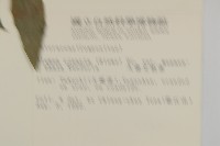 大頭艾納香藏品圖，第2張