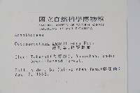 針刺草藏品圖，第2張