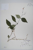 針刺草藏品圖，第1張