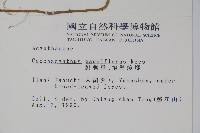 針刺草藏品圖，第2張