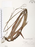 桔梗蘭藏品圖，第1張