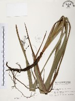 桔梗蘭藏品圖，第1張