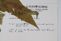 尖尾鳳、馬利筋藏品圖，第2張