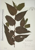 山黃麻藏品圖，第1張