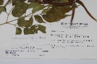 山菜豆藏品圖，第2張