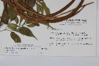 山菜豆藏品圖，第2張