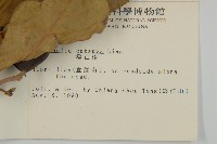 欖仁藏品圖，第2張