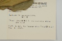 欖仁藏品圖，第2張