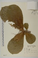 欖仁藏品圖，第1張