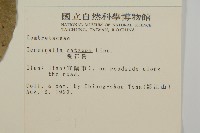 欖仁藏品圖，第2張