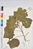 野桐藏品圖，第1張