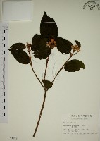 野牡丹藏品圖，第1張