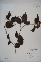 呂宋莢迷藏品圖，第1張