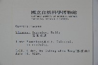 呂宋莢迷藏品圖，第2張