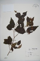 呂宋莢迷藏品圖，第1張