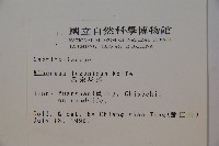 呂宋莢迷藏品圖，第2張