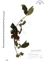 杜虹花，台灣紫珠藏品圖，第1張